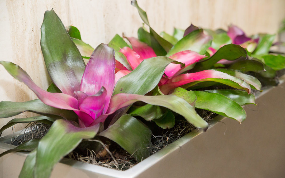 Bromeliad and Potted Floral 1